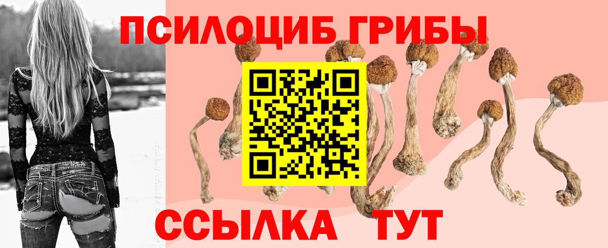 Псилоцибиновые грибы Psilocybe Киселёвск